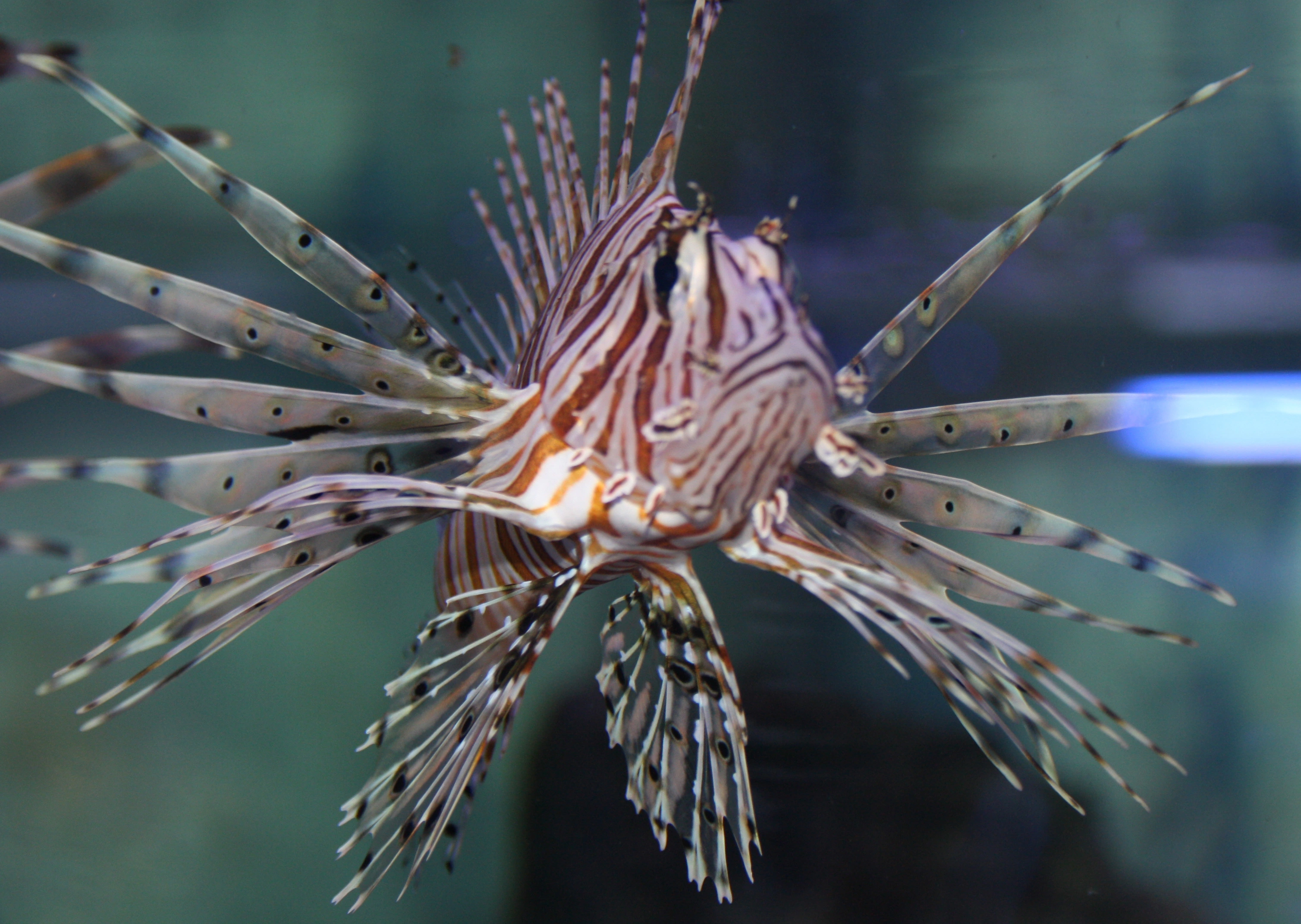 Prikket dragefisk (Pterois antennata)